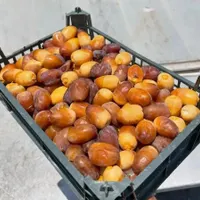 رطب تازه جنوب -رطب خرما کبکاب بوشهر خشت