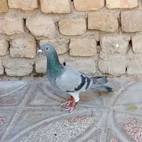 200 پرشی|پرنده|قوچان, |دیوار