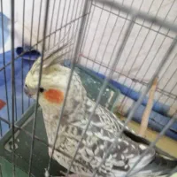 پرنده، عروس هلندی نر