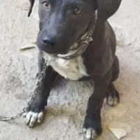 واگذاری سگ پیتبول کراس شناسنامه دار