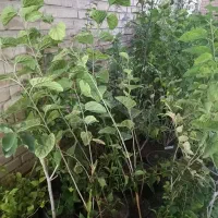 فروش درخت و انواع گل|خدمات باغبانی و درختکاری|اهواز, نادری|دیوار