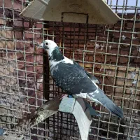 عراق نره|پرنده|خرمشهر, |دیوار