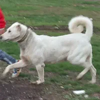 سگ گمشده|حیوانات|سنقر, |دیوار