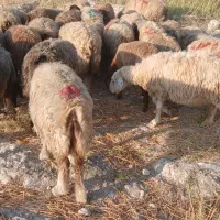 شیشک میش داشتی بره داروآبستن|حیوانات مزرعه|جره و بالاده, |دیوار