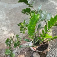 گل زامفوایا  حراج به دلیل جابجایی