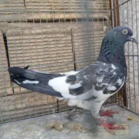 کفتر تیدی پاکستانی