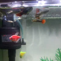 ماهی آکواریومی|ماهی|مشهد, امامیه (شهرک غرب)|دیوار
