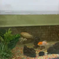 فروش آکواریوم|ماهی|مشهد, کوی سیدی|دیوار