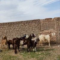 بززاییده|حیوانات مزرعه|زیرکوه, |دیوار