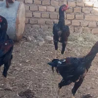 جوجه خروس لاری
