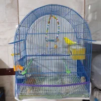 مرغ عشق جفت تخم گذاشته