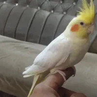 یک عدد عروس هلندی نر سخنگو|پرنده|آذرشهر, |دیوار