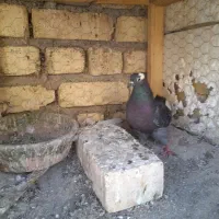 ۲تاماده گرفتنی فروشی