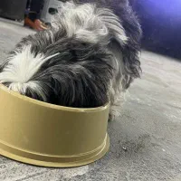 سگ پشمالو شیتزو|سگ|تهران, الهیه|دیوار