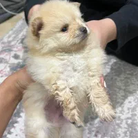 پامرفنجونی