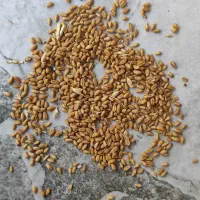 گندم کلات|خدمات باغبانی و درختکاری|کلاله, |دیوار