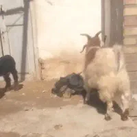 بزغاله نر