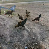 مرغ لاری