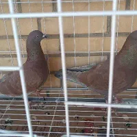 دو نر سوسنی