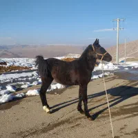 کره اسب نریون