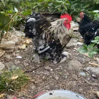 کوشین|حیوانات مزرعه|رشت, کوی حسینی|دیوار
