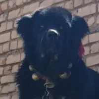 قهدریجانی نره 9 ماهه همچی تمام