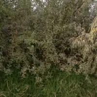 نهال سنجد حاج حسین|خدمات باغبانی و درختکاری|آذرشهر, |دیوار