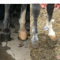 نعلبندی و قیار