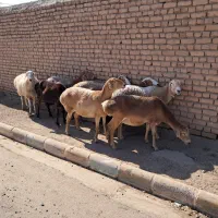 فروش چند راس میش چینی|حیوانات مزرعه|کاشمر, |دیوار