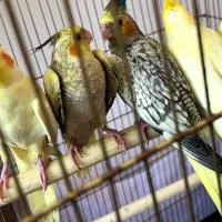 عروس هلندی لوتینو چشم شرابی