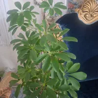 گل شلفرا با گلدان سرامیکی