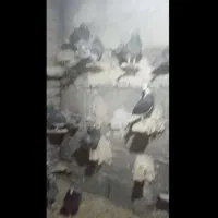 کبوتر مسافتی