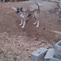 واگذاری سک گله اصیل، آماده نگهبانی|سگ|مشهد, نظام دوست|دیوار