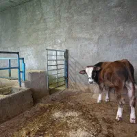 گوساله سیمنتال|حیوانات مزرعه|مرودشت, کناره|دیوار