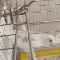 عروس هلندی دوکت البینو