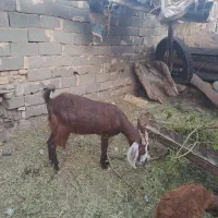 مال مفت مفت یک کاور زایده  و دو بره ماده گلگی