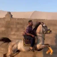 نریان خالص ایرانی