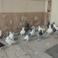 کفتر بوم|پرنده|نیشابور, شهید بهشتی|دیوار