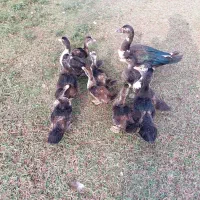 اردک اسراییلی سه ماهه|حیوانات مزرعه|شاندرمن, |دیوار