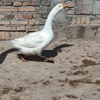 قو غاز سه ساله