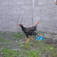 خروس لاری|حیوانات مزرعه|رشت, حومه رشت|دیوار