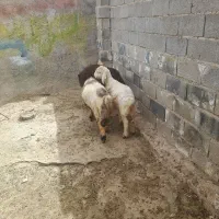 بره نر