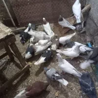 ۳۰تاکفتر یا کبوتر معاوضه با کله سینه