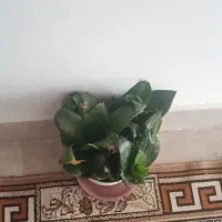 گل و گیاه خانگی|گل و گیاه طبیعی|اردبیل, |دیوار