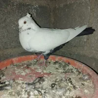 حیوانات|پرنده|جنت, |دیوار