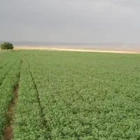 یونجه پرسی خشک شده انباری( رامهرمز )