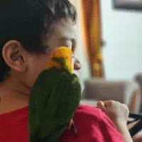 طوطی خورشیدی گرنچیک عروس هلندی