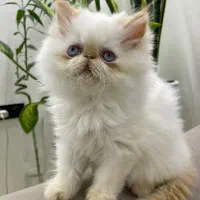 گربه نر بازیگوش