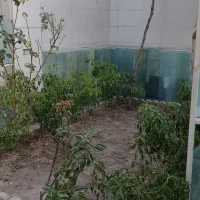 آکواریوم|ماهی|خوی, |دیوار