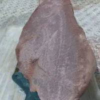 سنگ نگارهاین